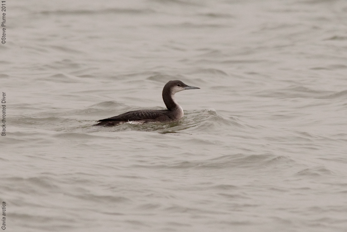 Black-throated Diver