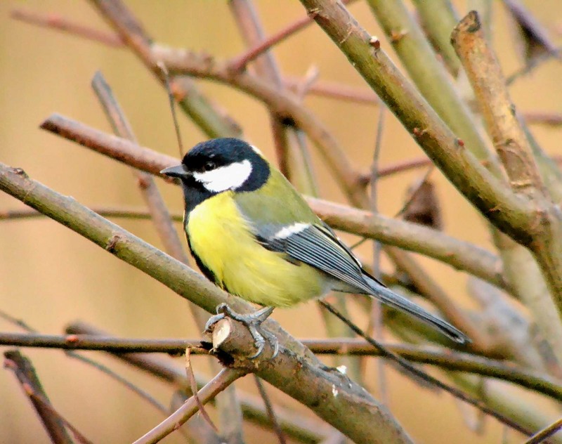 Great Tit