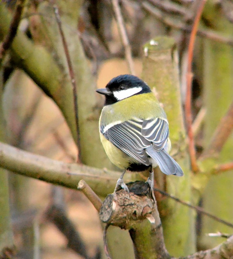 Great Tit