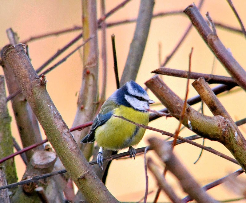 Blue Tit