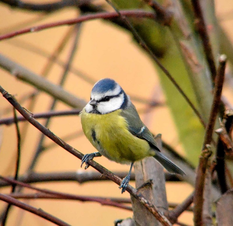 Blue Tit