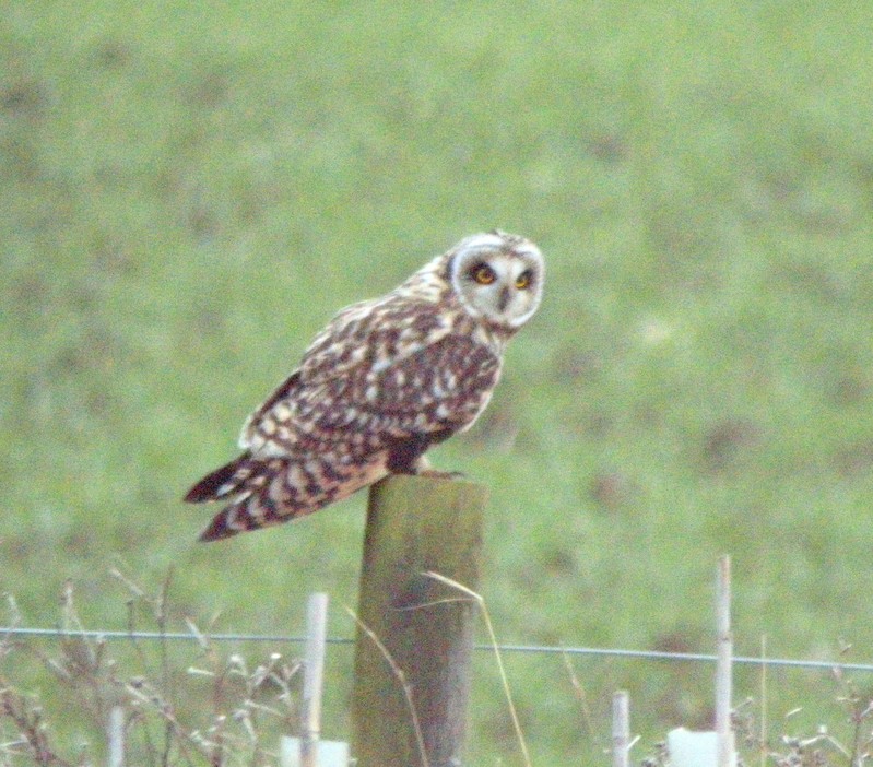 Short-eared Owl