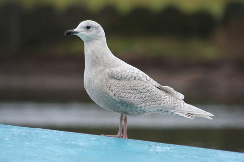 Iceland Gull