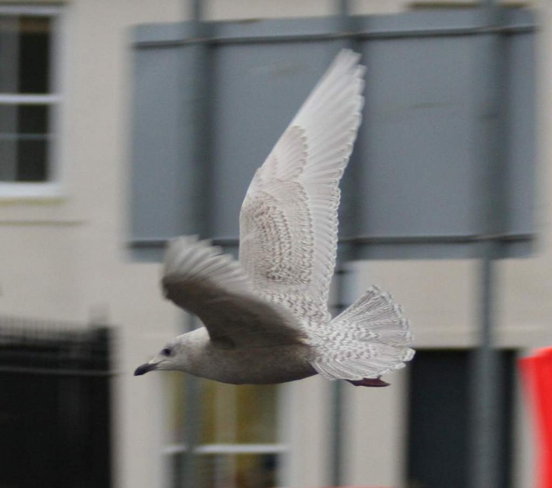 Iceland Gull