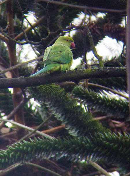 Ring-necked Parakeet