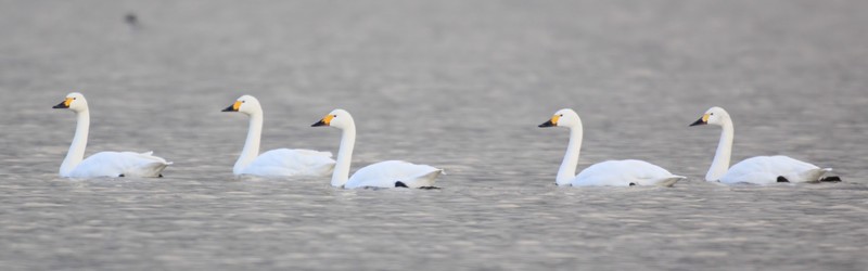 Bewick's Swan