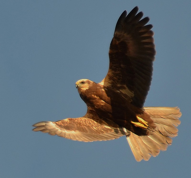 Marsh Harrier