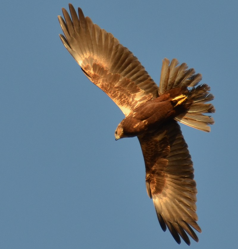 Marsh Harrier