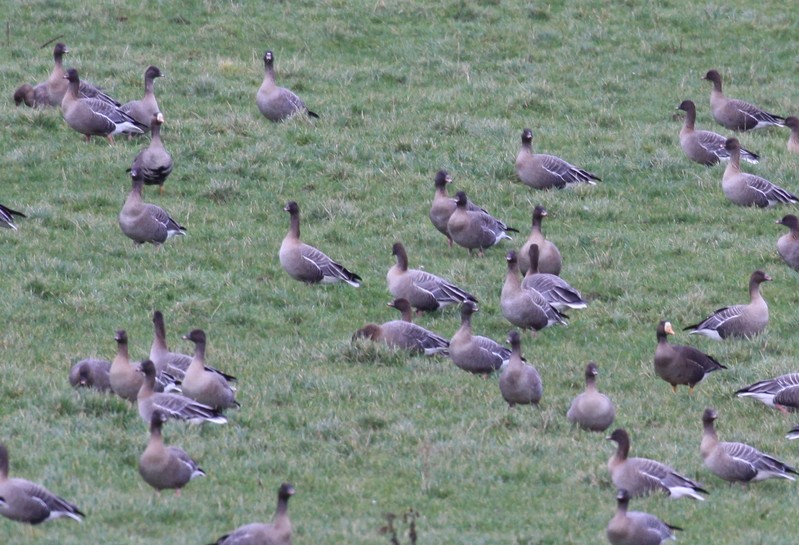 Greenland White-fronted Goose
