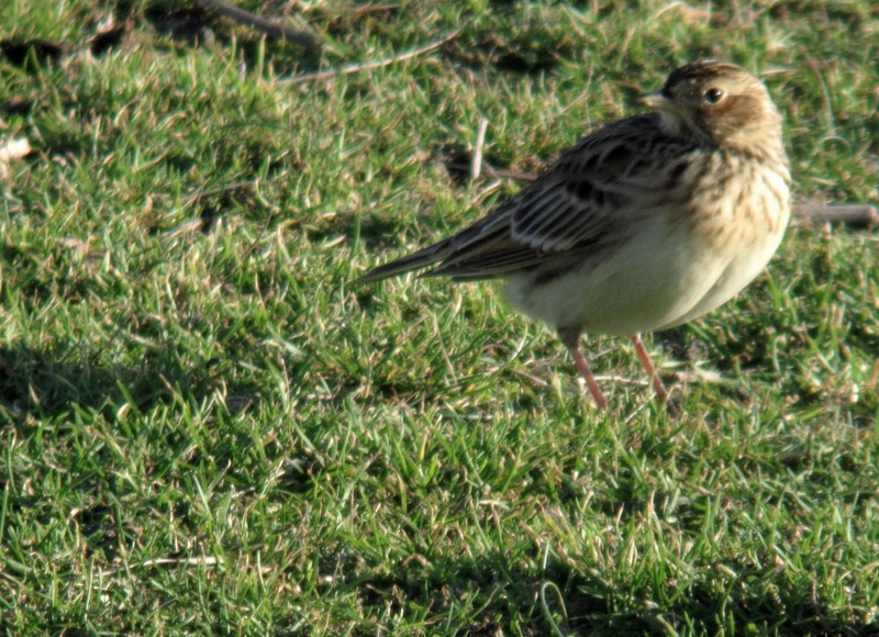 Skylark