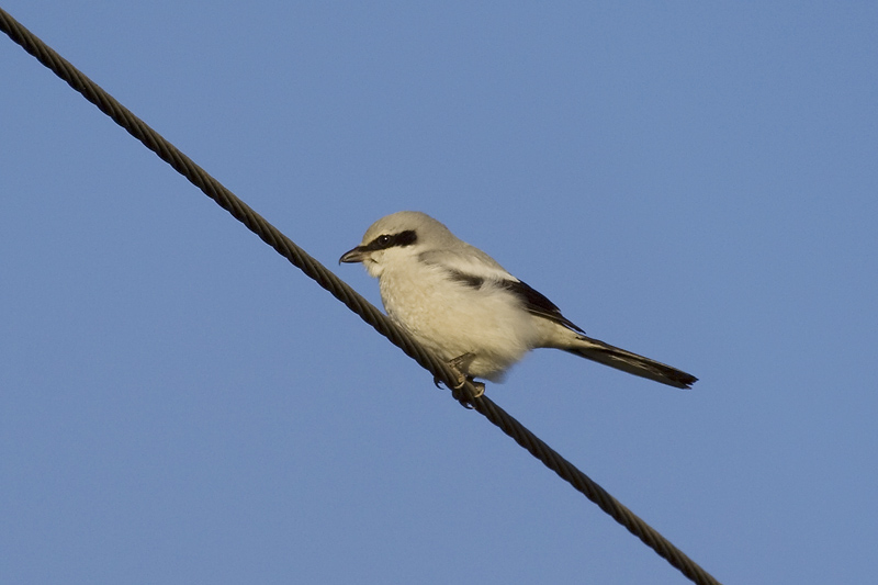 Great Grey Shrike
