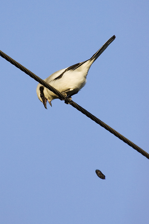 Great Grey Shrike