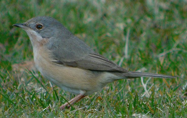 Western Subalpine Warbler