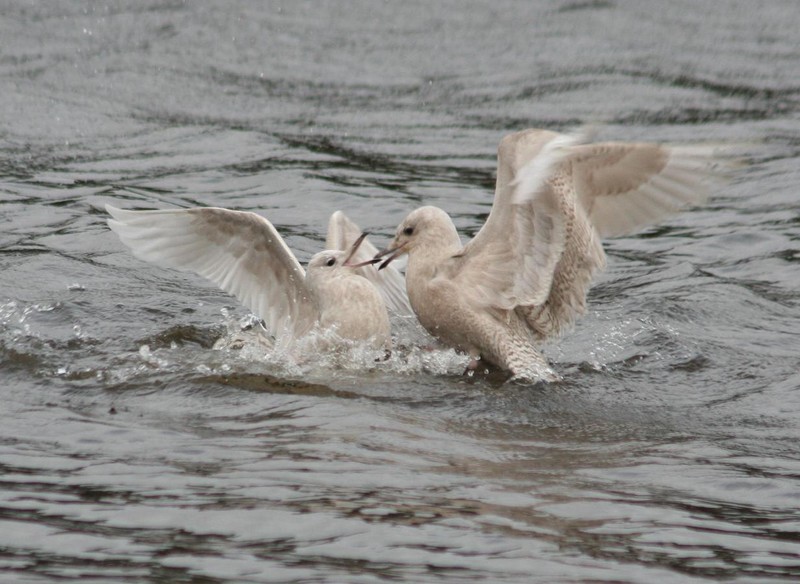 Iceland Gull