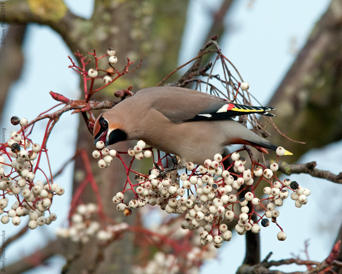 Waxwing