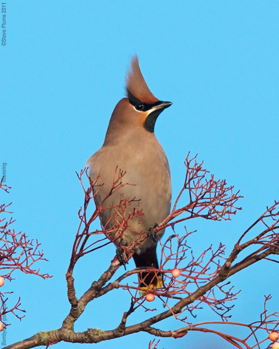 Waxwing