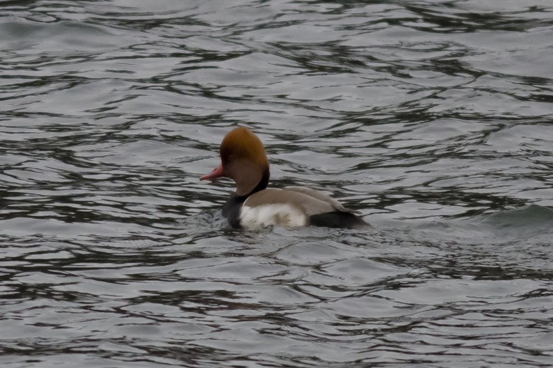 Red-crested Pochard
