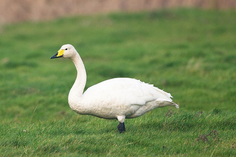 Whooper Swan