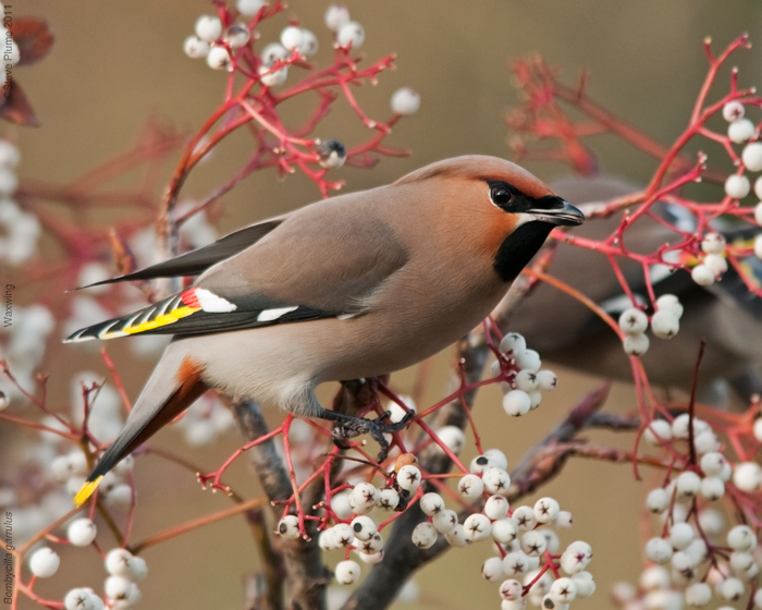Waxwing