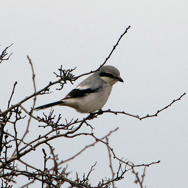 Great Grey Shrike