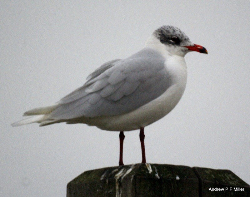 Mediterranean Gull