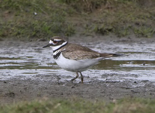 Killdeer