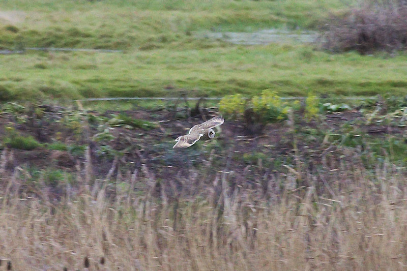 Short-eared Owl