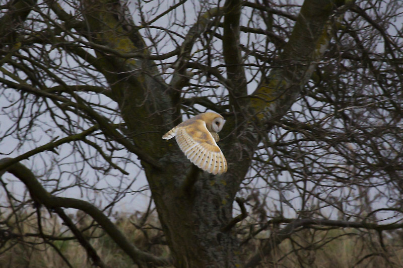 Barn Owl