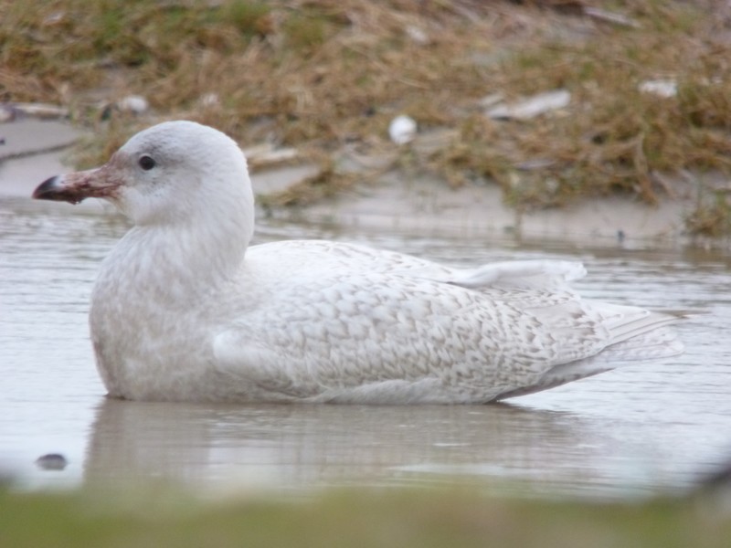 Glaucous Gull