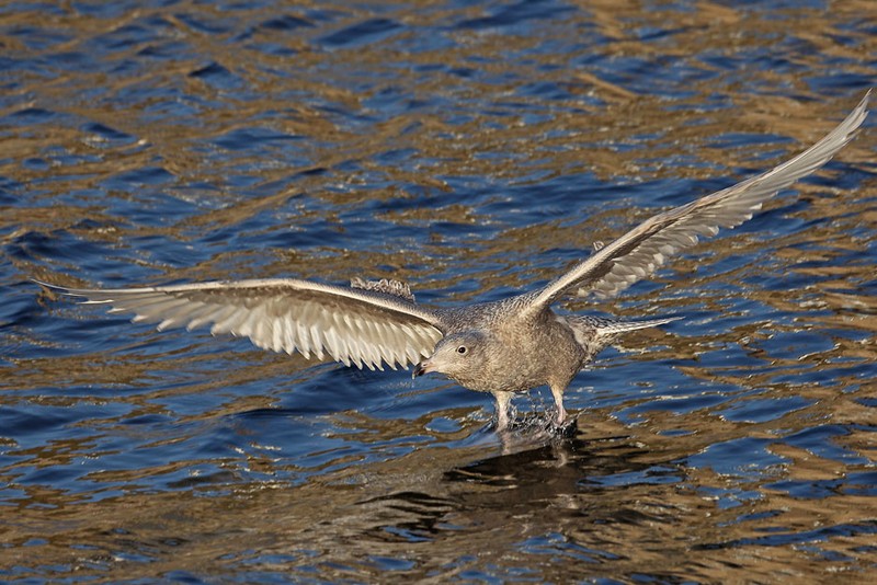 Glaucous Gull