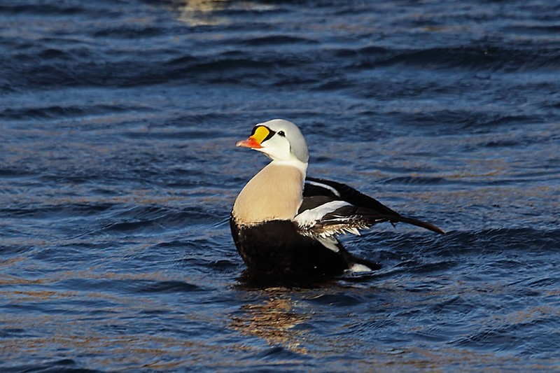 King Eider