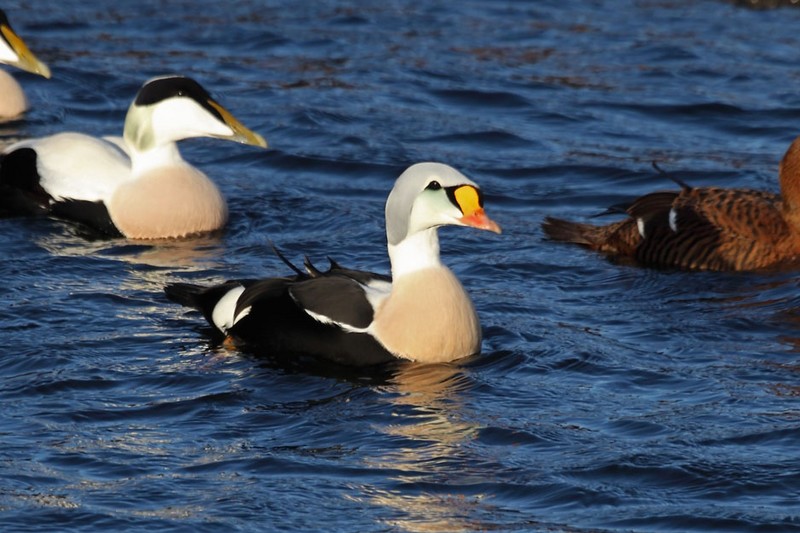King Eider