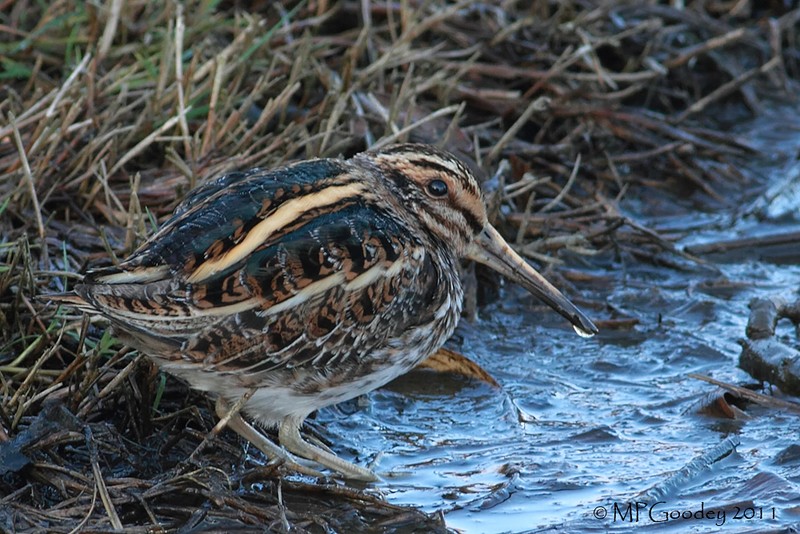 Jack Snipe