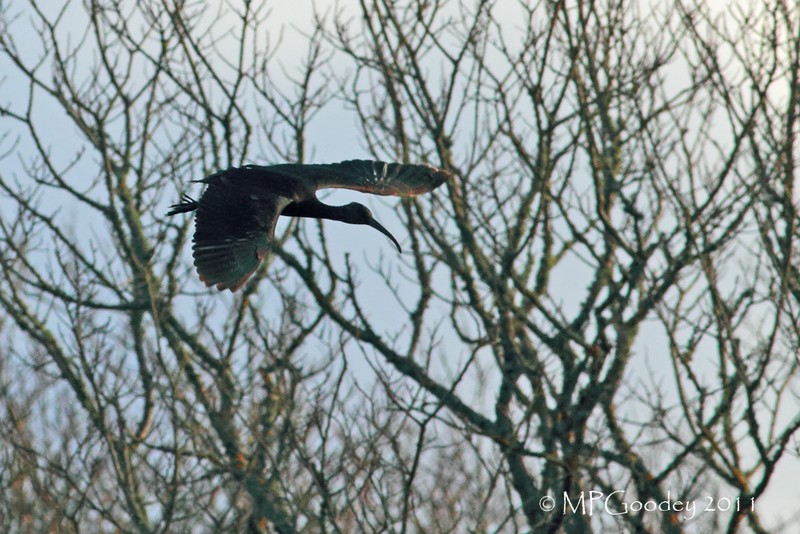 Glossy Ibis