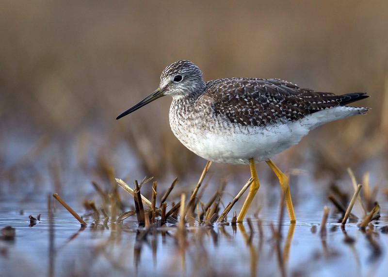 Greater Yellowlegs