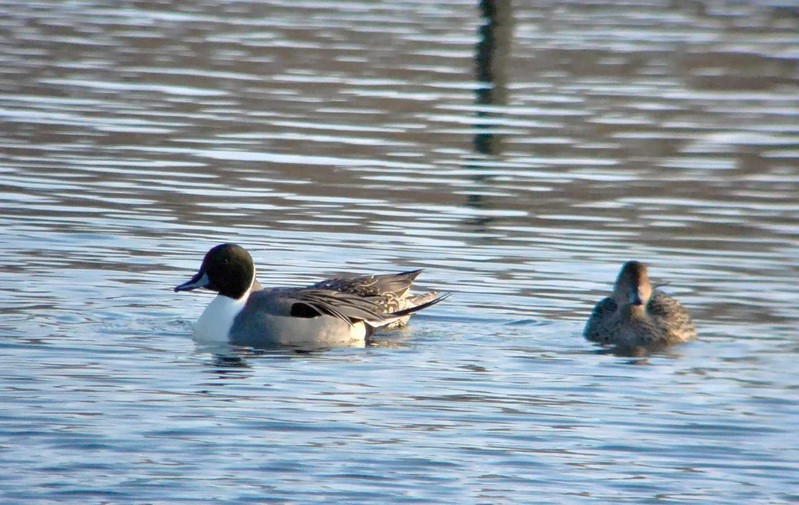 Pintail