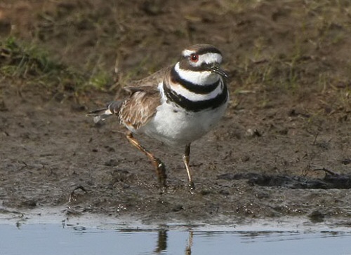 Killdeer