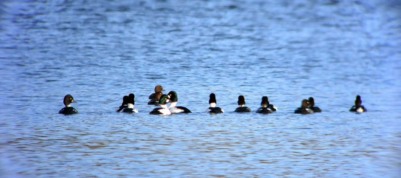 Goldeneye