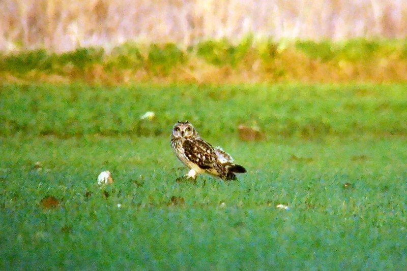 Short-eared Owl
