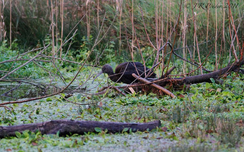 Glossy Ibis