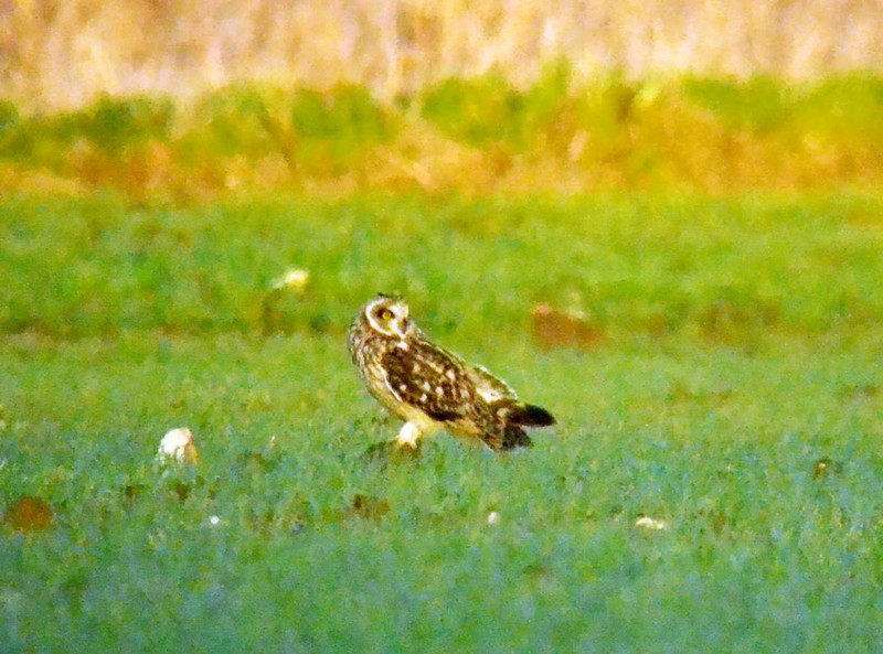 Short-eared Owl