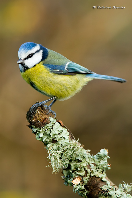 Blue Tit