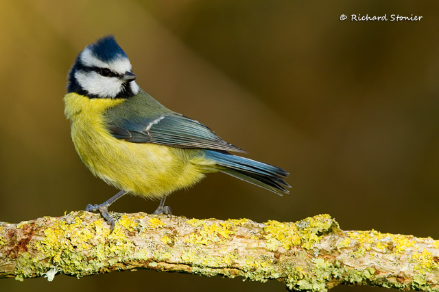 Blue Tit
