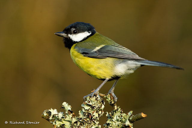 Great Tit