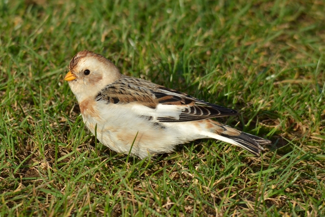 Snow Bunting