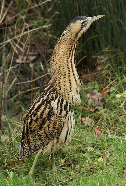 Bittern