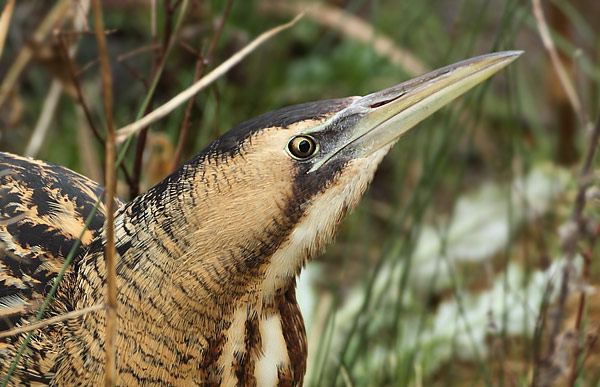 Bittern