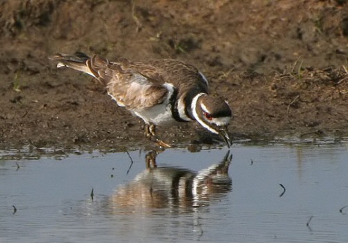 Killdeer
