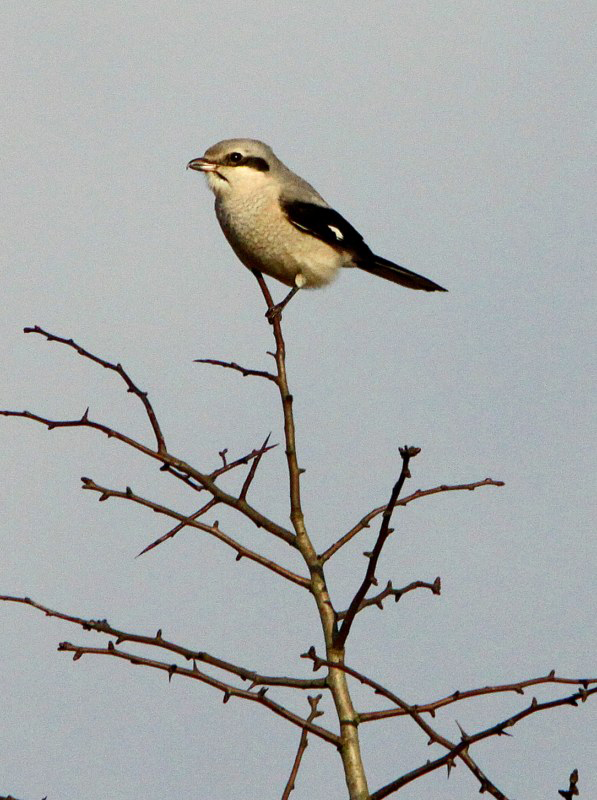 Great Grey Shrike