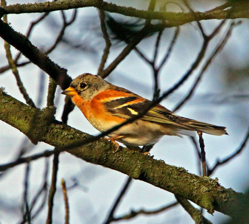 Brambling